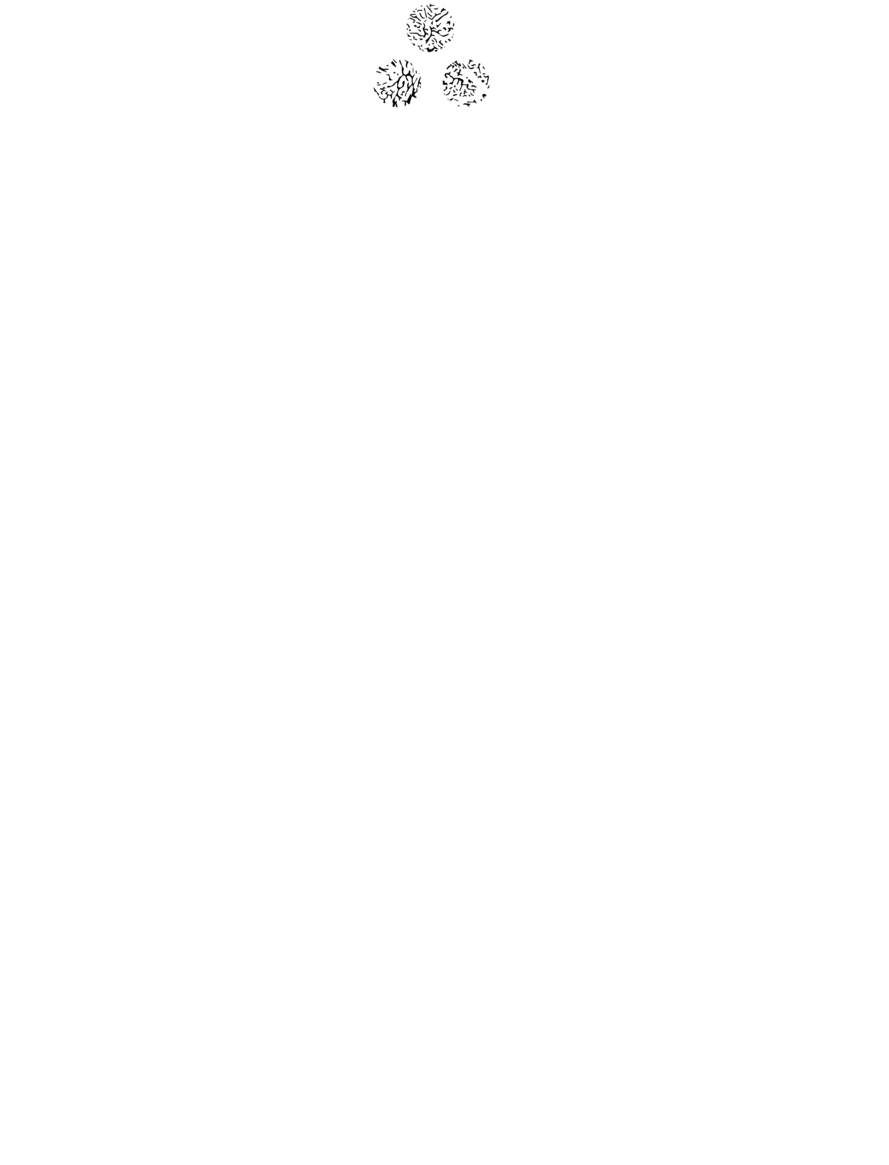 Pizca Culinary Imports – Ingredientes Gourmet y Especias Premium para Cocina Internacional